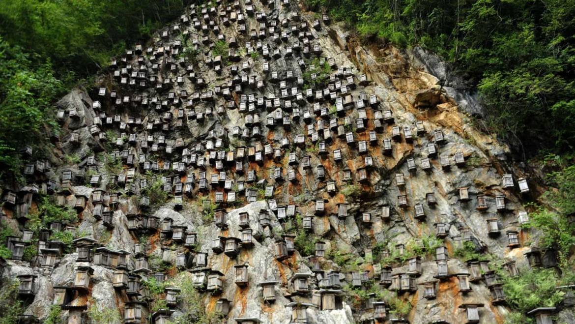 Apicultura sau Alpinism?