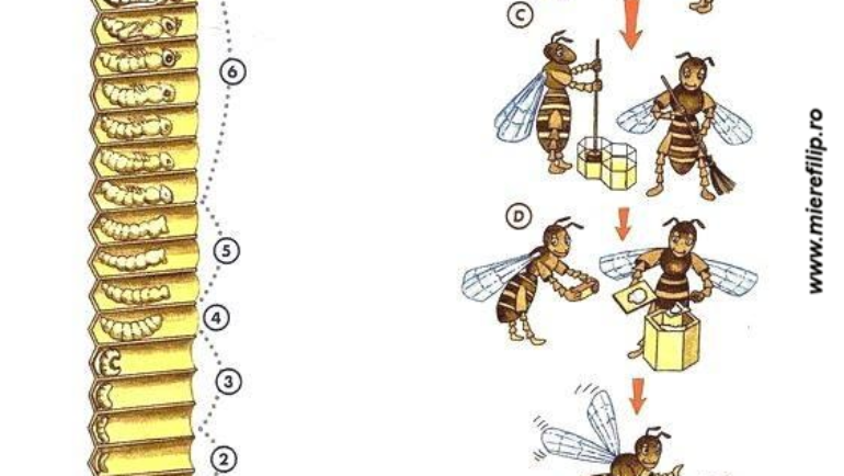 Viata albinei si responsabilitatile ei