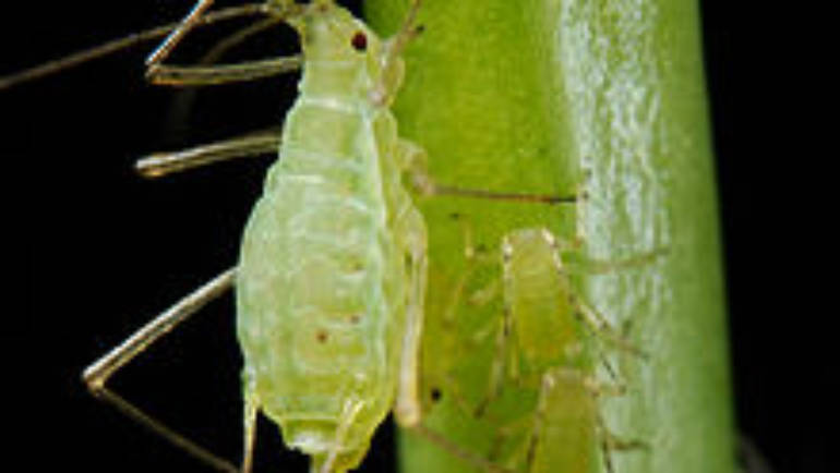 Ce este mierea de mană?