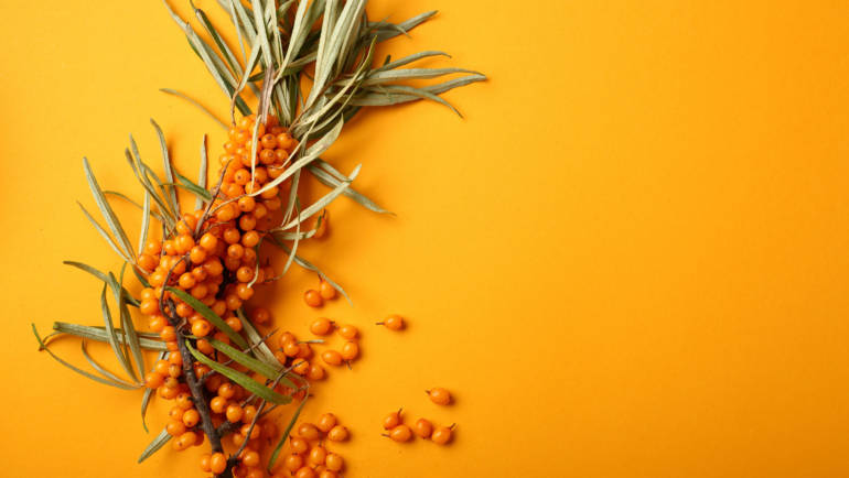 Cătina – beneficii și contraindicații