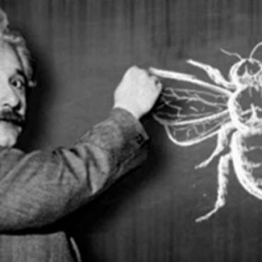Teoria lui Einstein despre dispariția albinelor
