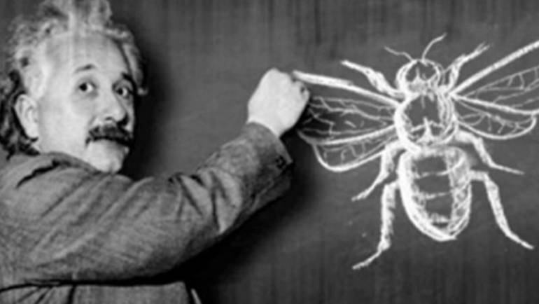 Teoria lui Einstein despre dispariția albinelor